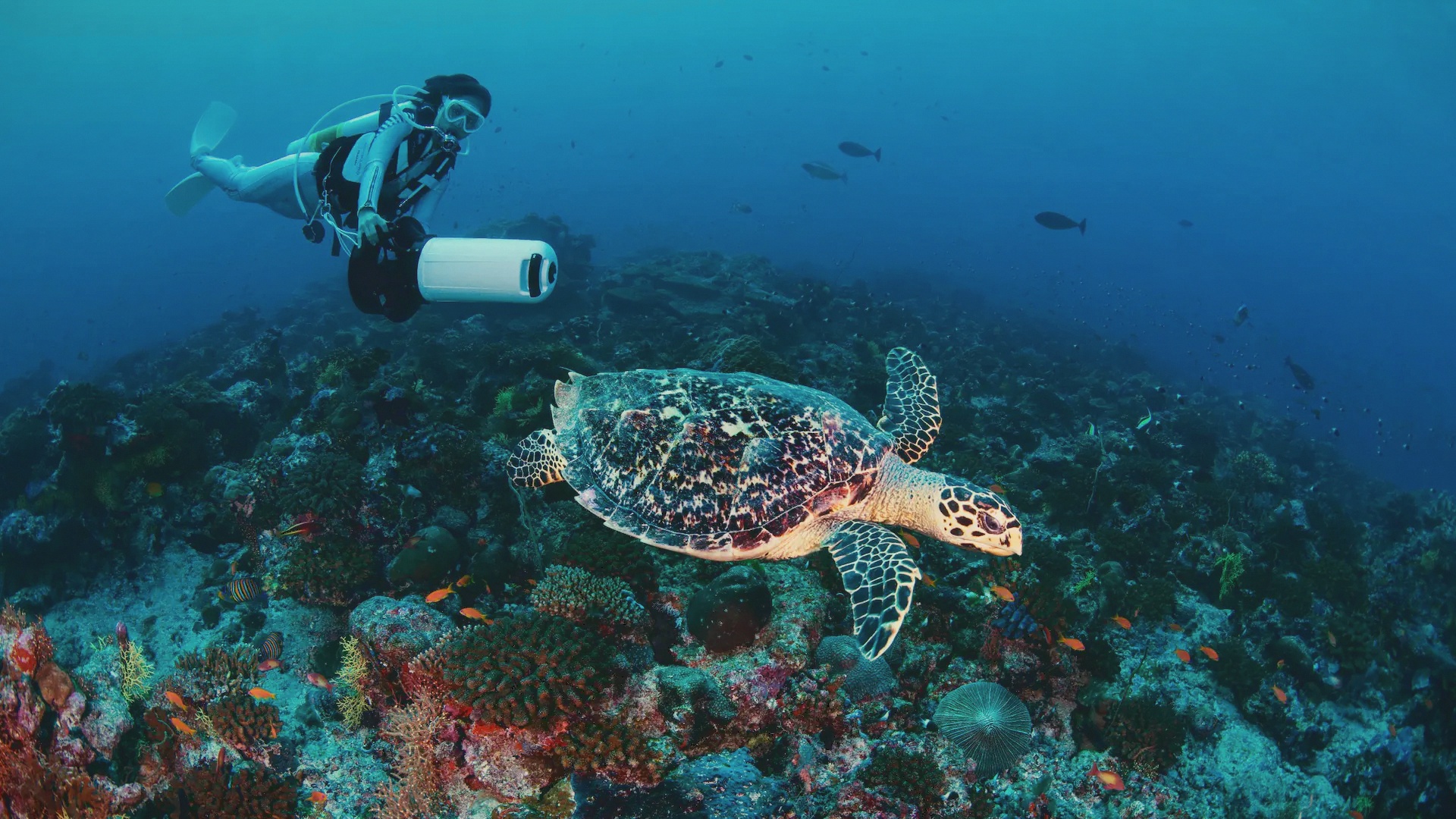 The house reef from below. Raa Atoll is one of the more productive atolls in the Maldives for coral and marine life, accessible directly from the island.