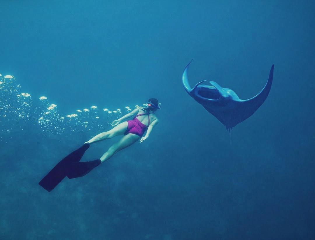 Manta Point boat. Hanifaru Bay access during the manta season, a key reason guests time stays at Kihavah.