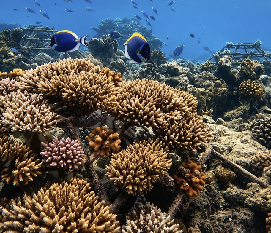 The Marine Discovery Centre. The genuine research facility that distinguishes Landaa from other family-positioned Maldives resorts.
