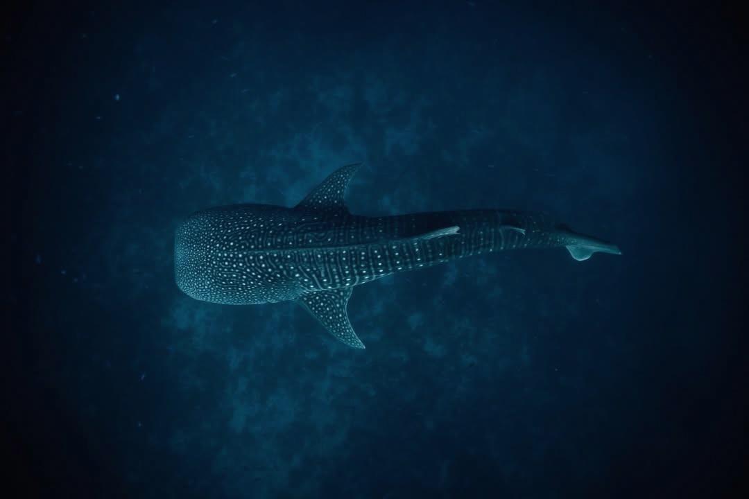 A whale shark in the South Ari corridor. The atoll delivers sightings for much of the year, and the resort's dive and snorkel programme is built around this access.