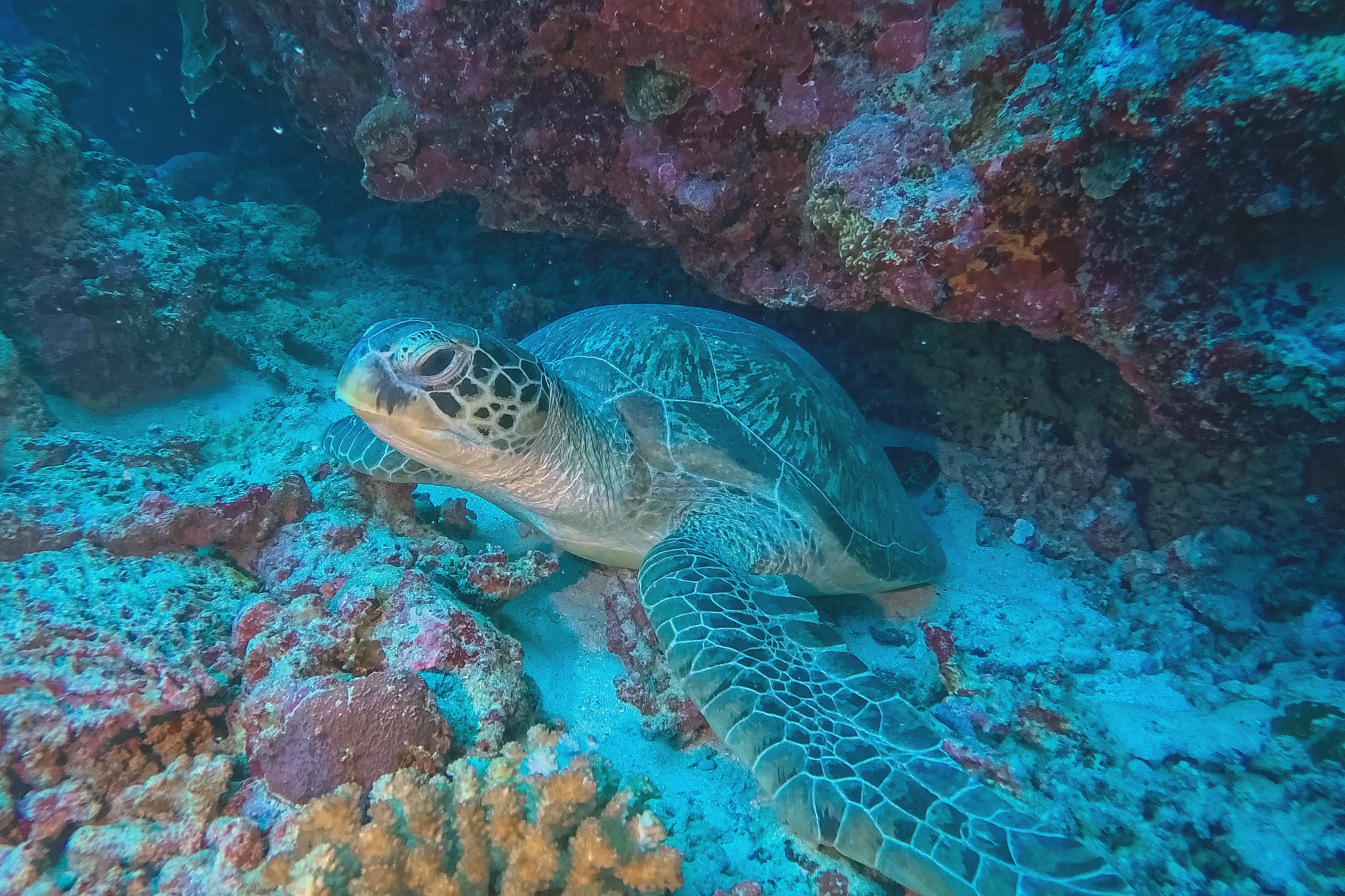 The house reef from the surface. Gaafu Alifu's depth and remoteness produce coral and fish density that the more trafficked northern sites cannot match.