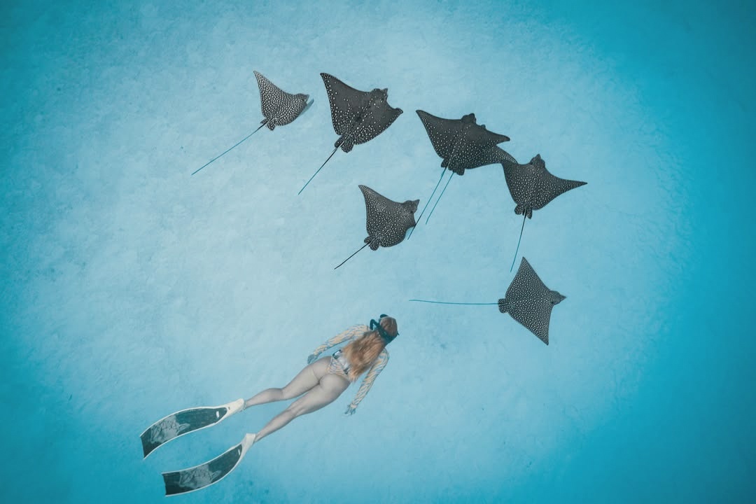 A snorkelling guide entering the water at the house reef. South Ari is one of the most productive atolls in the Maldives for whale shark and manta ray encounters.