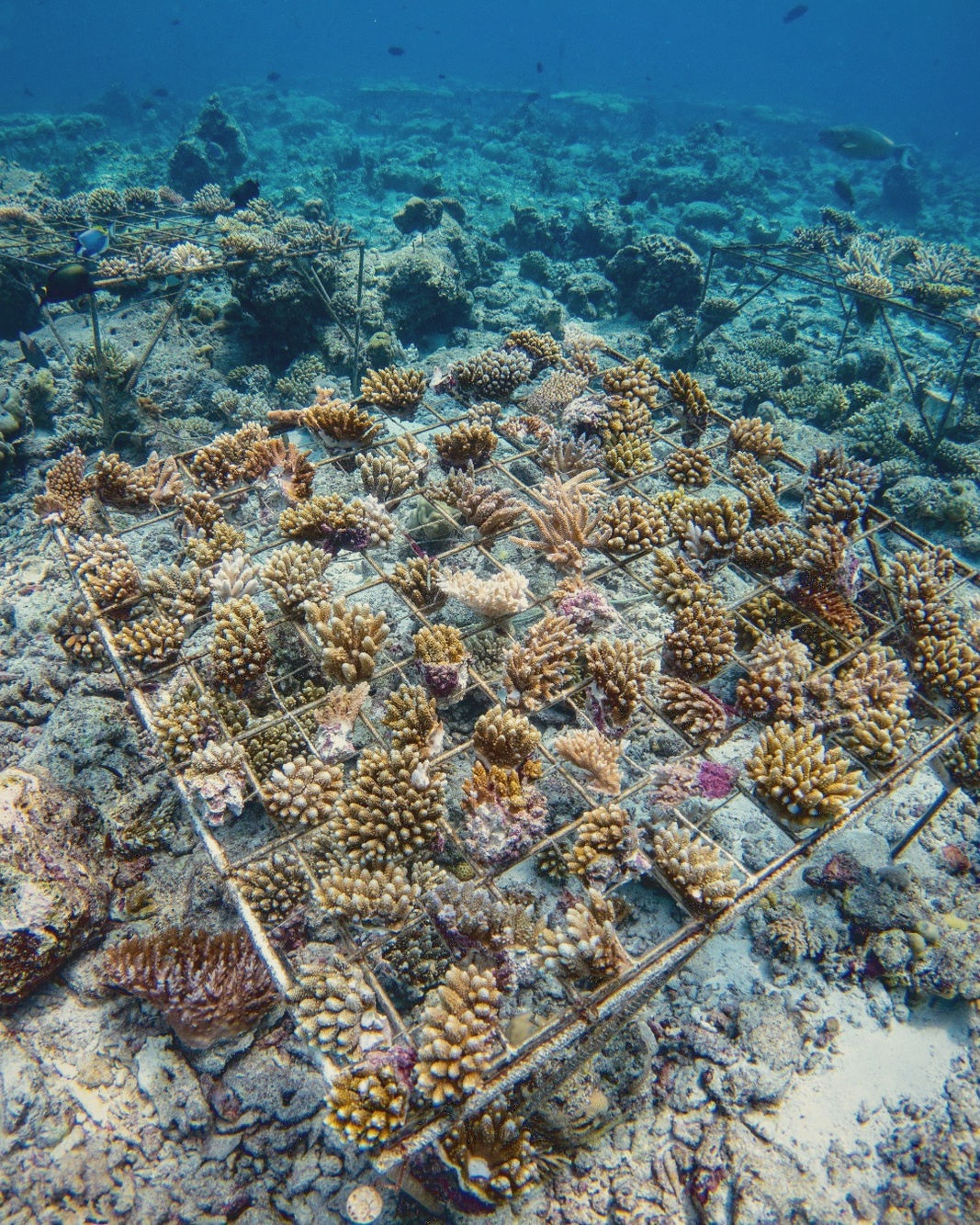 The coral nursery. Soneva Jani's reef-restoration programme, integrated with the marine biology activities for guests.