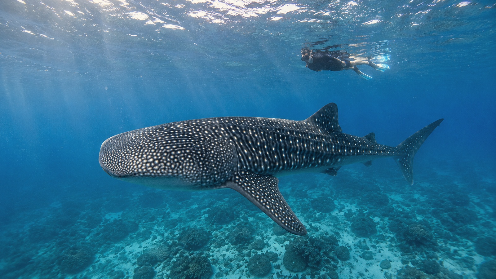 Conrad Maldives Rangali Island — closest to South Ari whale sharks